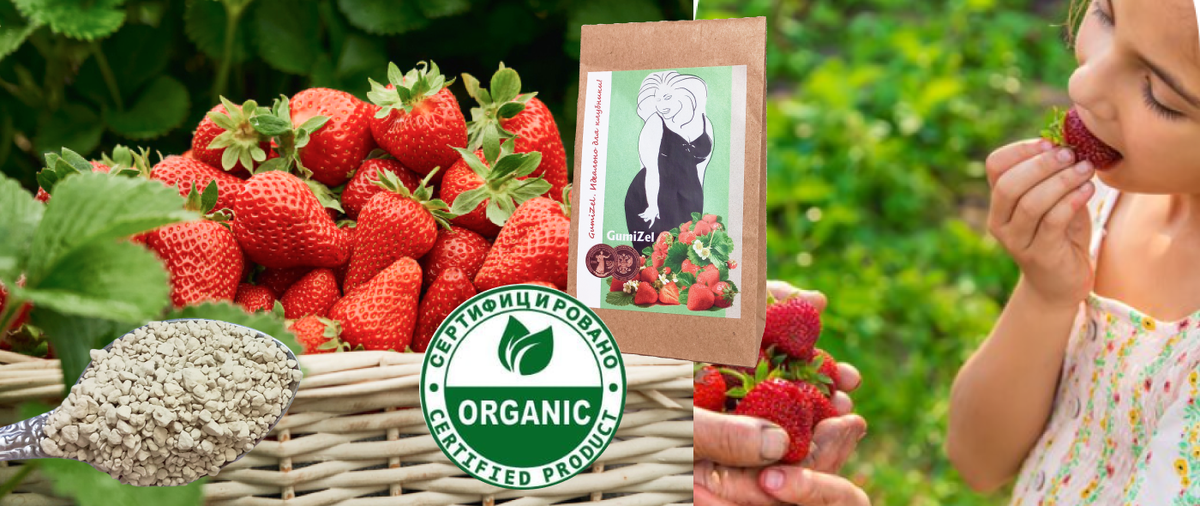 удобрение для клубники при посадке или для подкормки