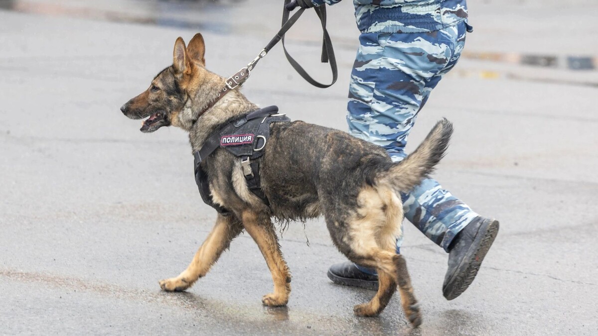    Фото: Александр Чирва/«Ямал-Медиа»