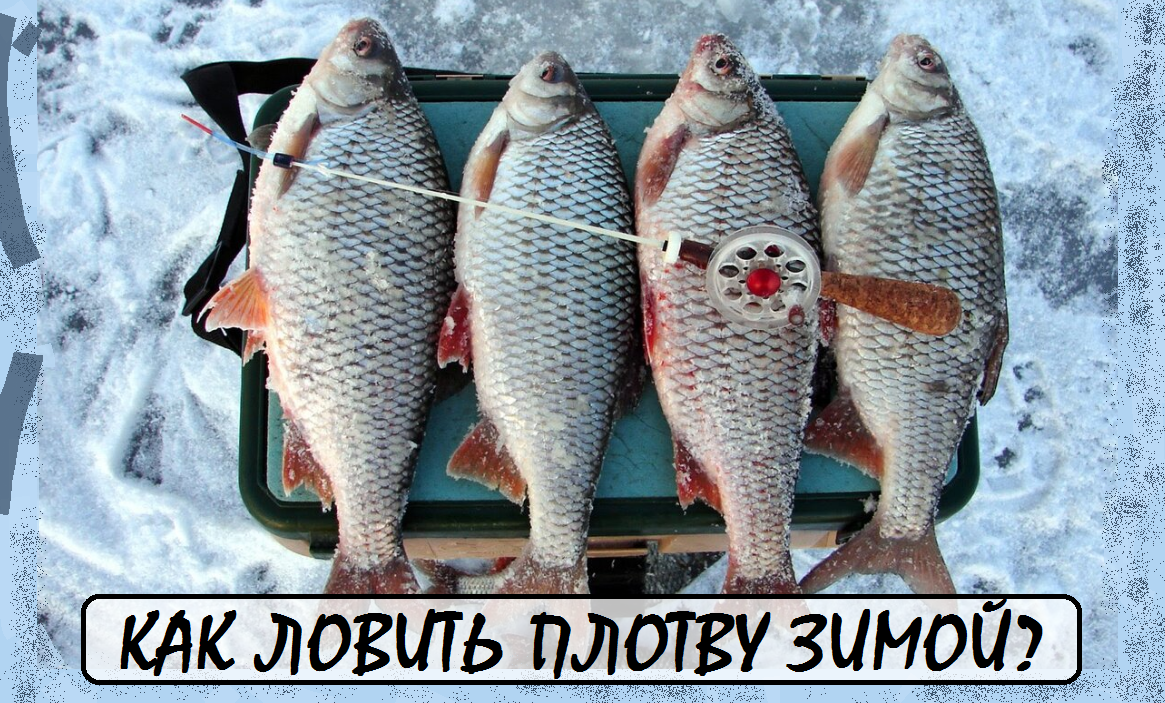 как ловить плотву на мормышку, проводка для плотвы