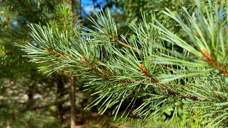 Фото: Игорь Елисеев / Коммерсантъ