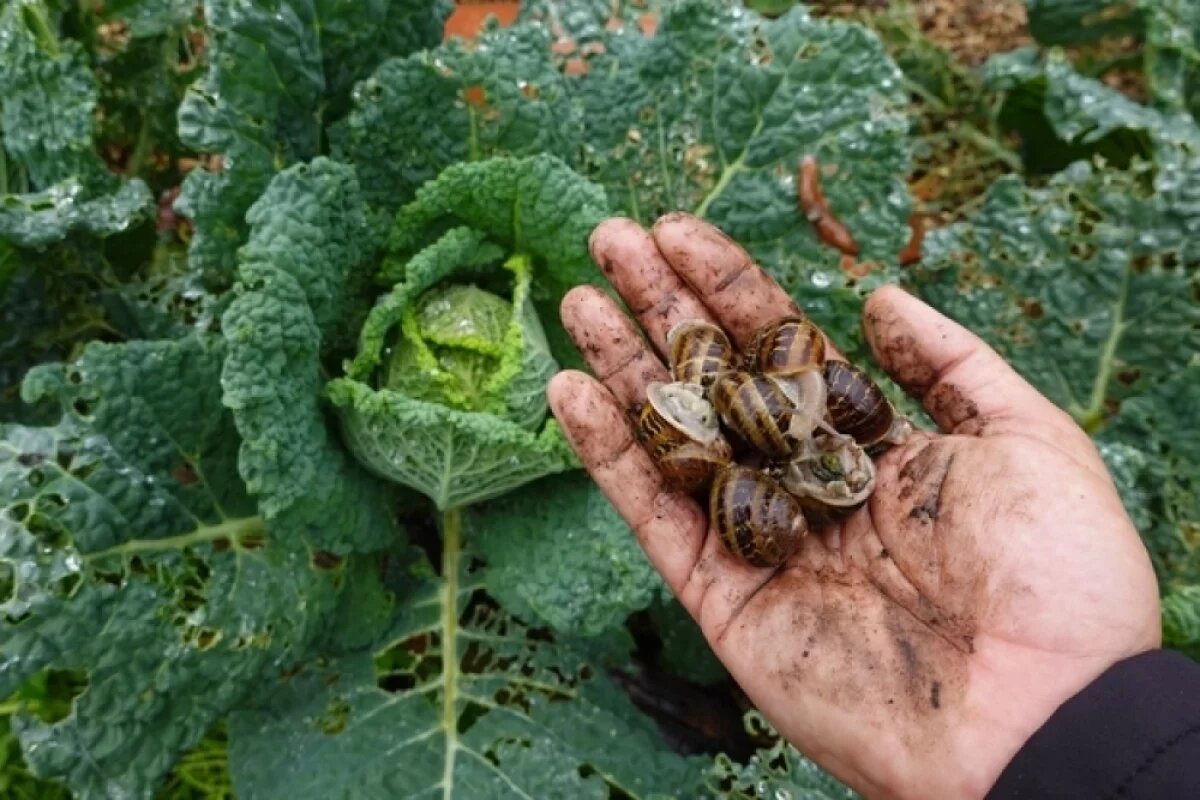   Они способны уничтожить практически всё, что растёт на грядках. Особенно налегают на капусту.