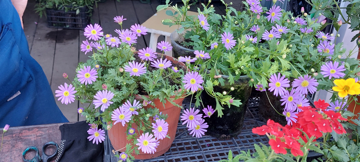   Очень милые цветочки, но мне они уже не нужны...Своих много...