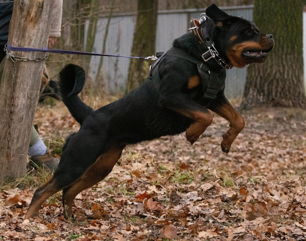 Фото: maximablack.tilda.ws