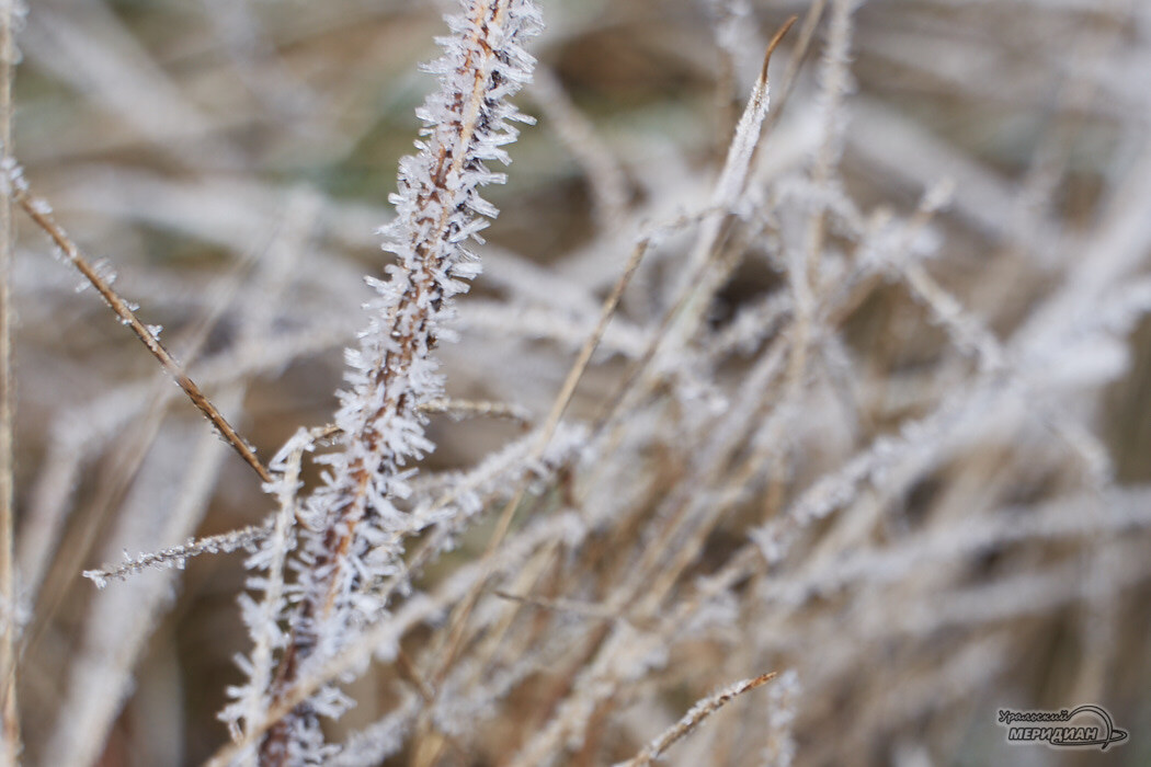    Фото Лидия Аникина © ИА «Уральский меридиан»