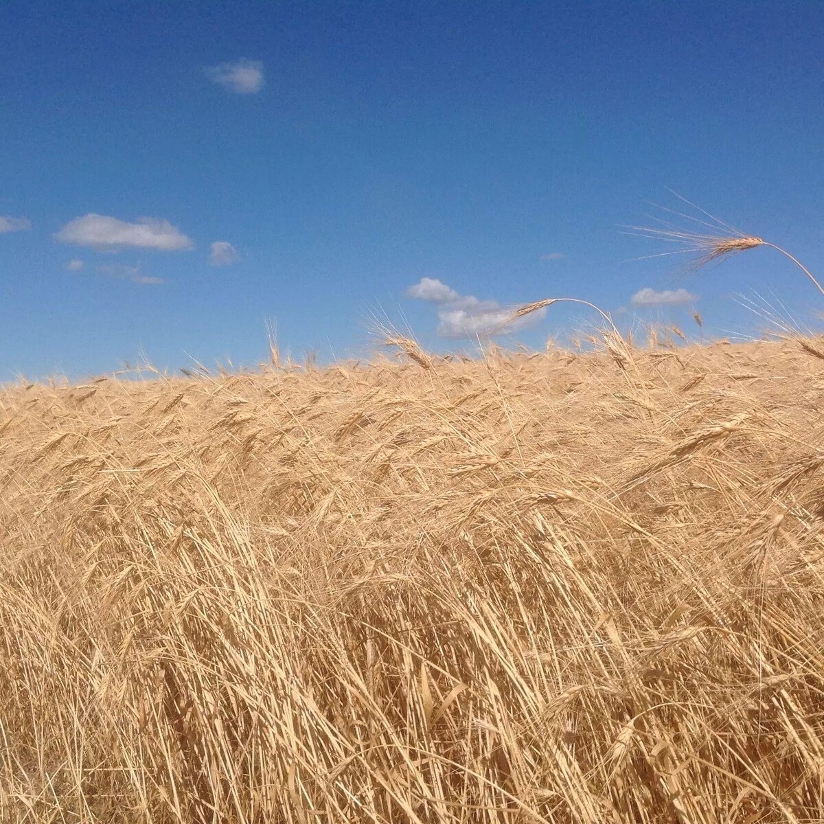 Пшеничное поле