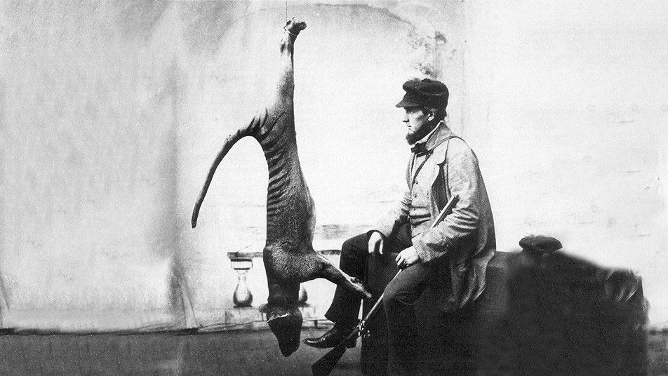 Подвешенный убитый сумчатый волк. Фото: https://ru.wikipedia.org