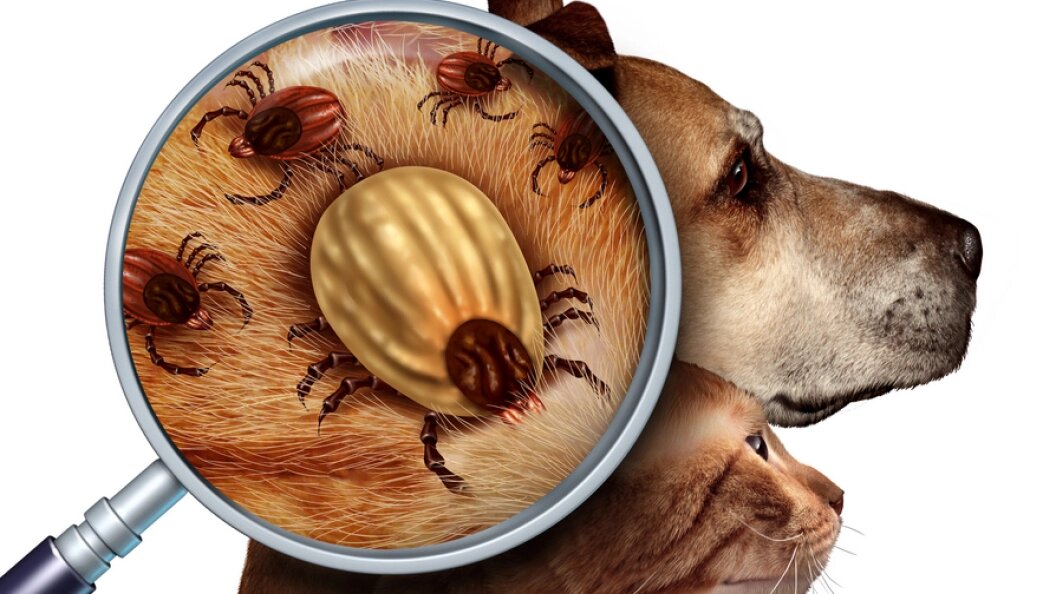    Фото: Коллаж Царьграда