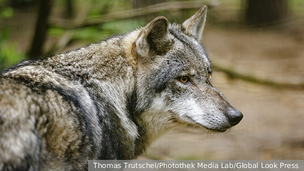     Фото: Thomas Trutschel/Photothek Media Lab/Global Look Press   
 Текст: Мария Иванова