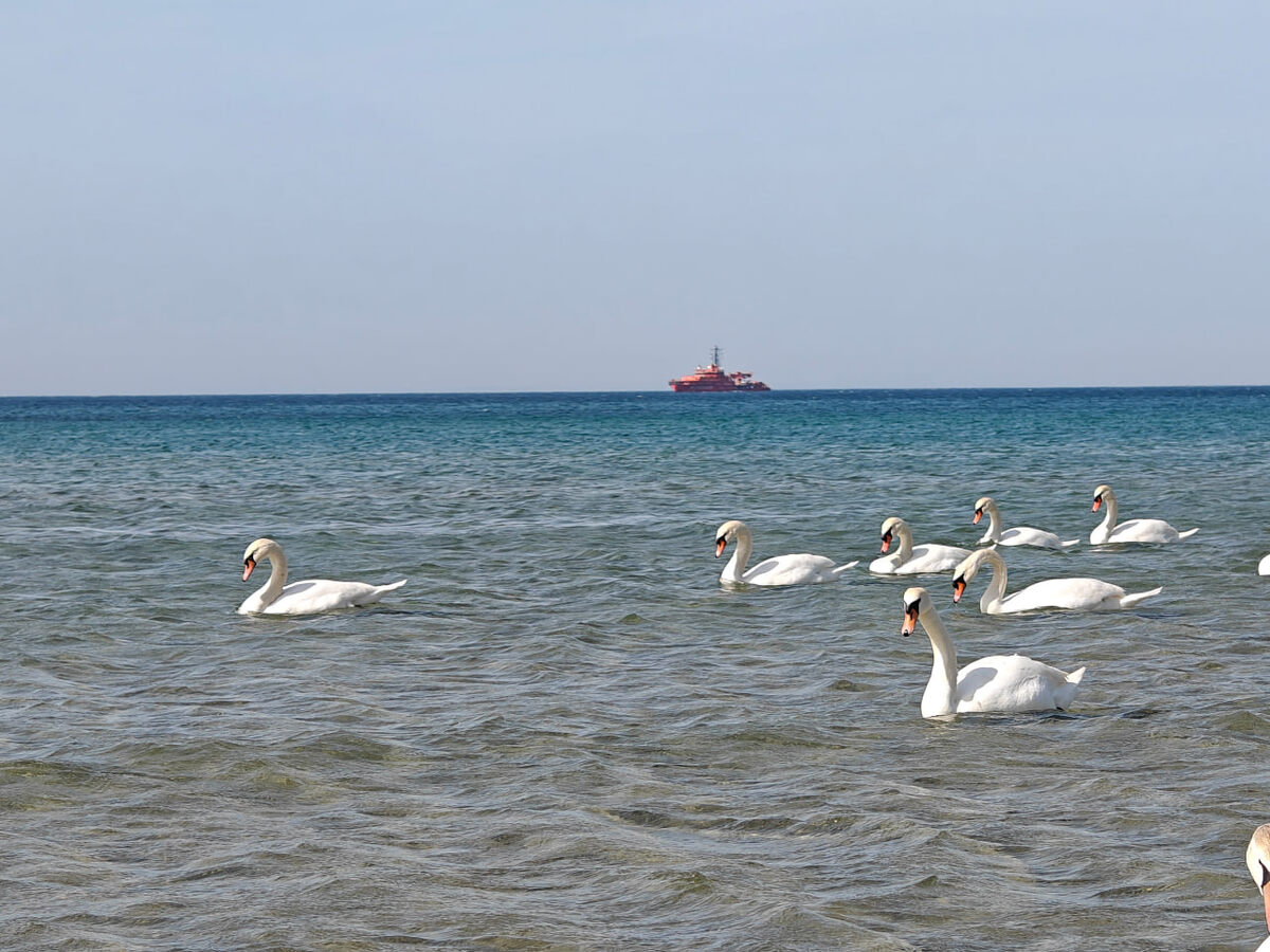    Фото: Юрий Серебренников/BFM Кубань