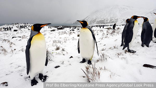     Фото: Prof Bo Elberling/Keystone Press Agency/Global Look Press   
 Текст: Мария Иванова