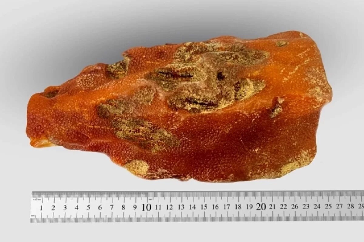    В Приморском карьере добыли уникальный самородок возрастом 40 млн лет