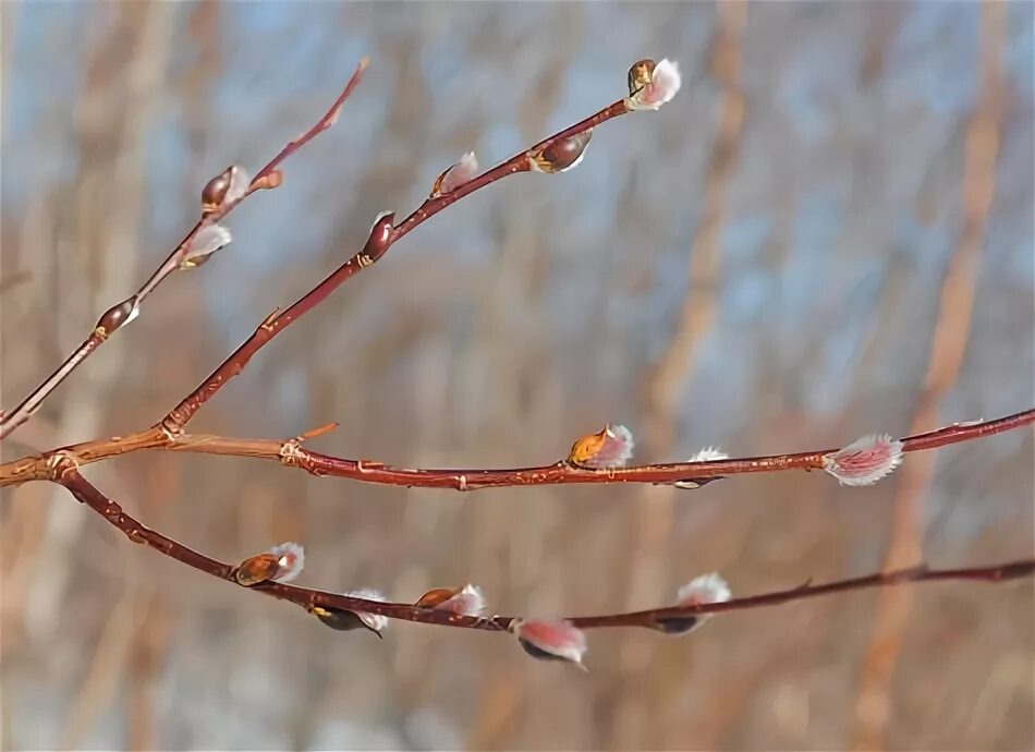 Фото из интернета 