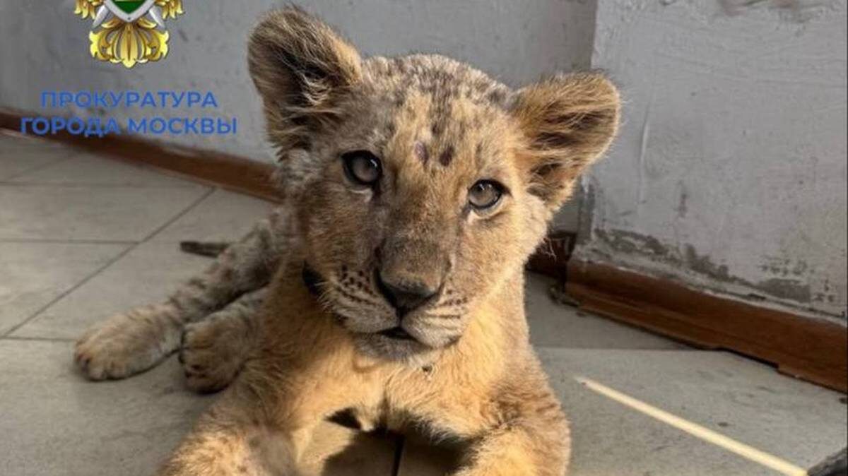    Фото: прокуратура Москвы / Telegram