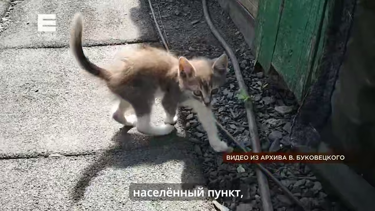     Ветеран СВО из Красноярска рассказал, как потерял на фронте котенка