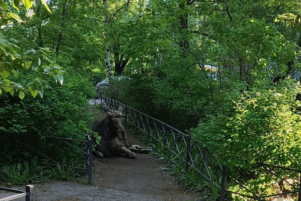    Лосей теперь можно встретить в спальных районах Петербурга. Фото: Юлия Малкоедова/vk.com/kupchinonews
