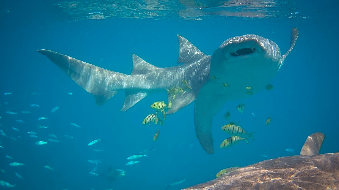 Листайте галерею ->