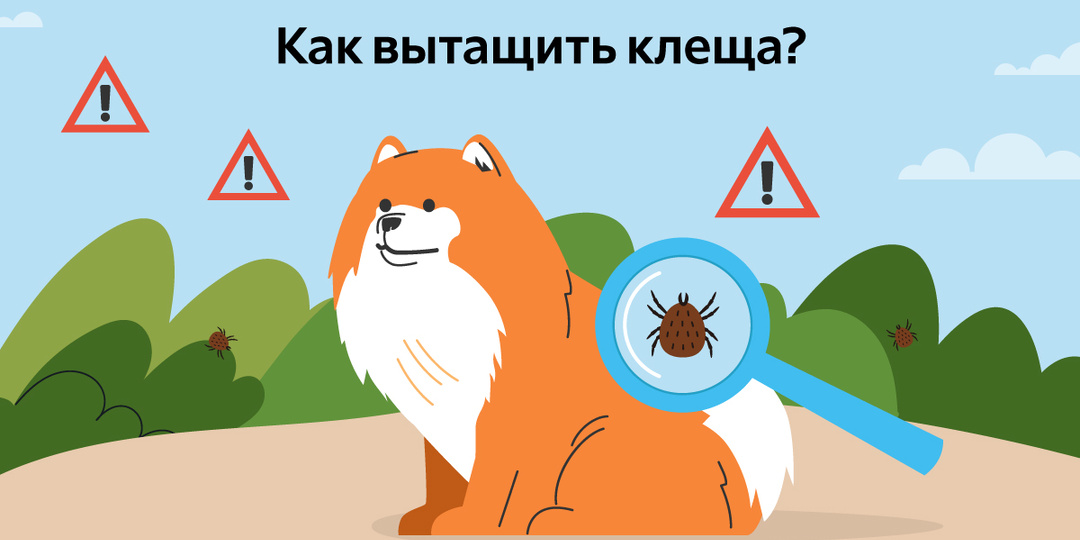 Как вытащить клеща? Делимся полезными лайфхаками