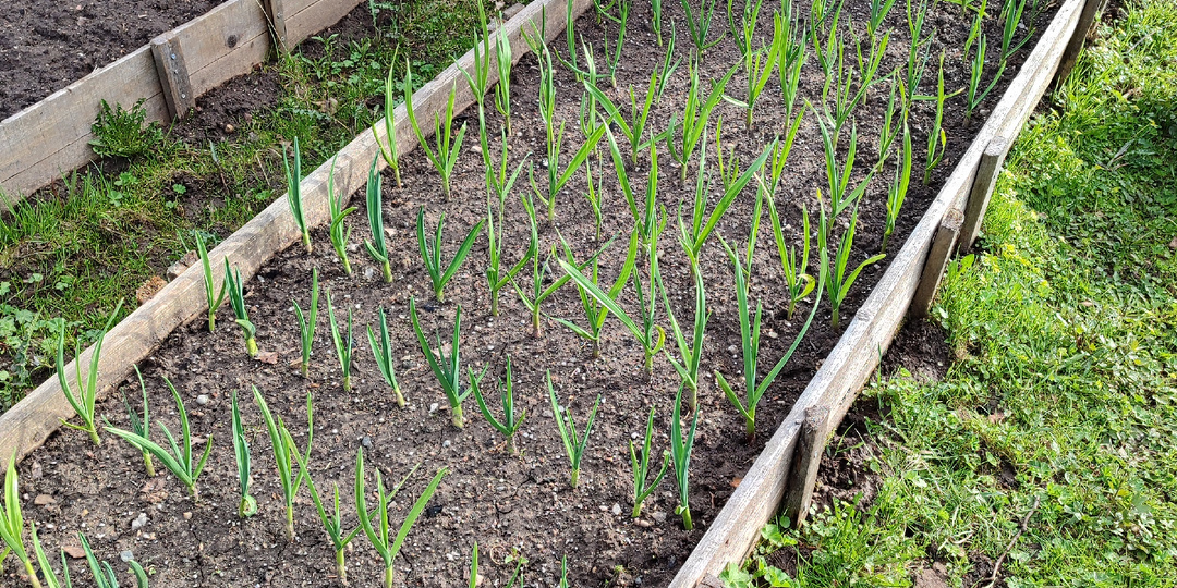 Мой чеснок. Обзор того, что у меня растёт в этом сезоне