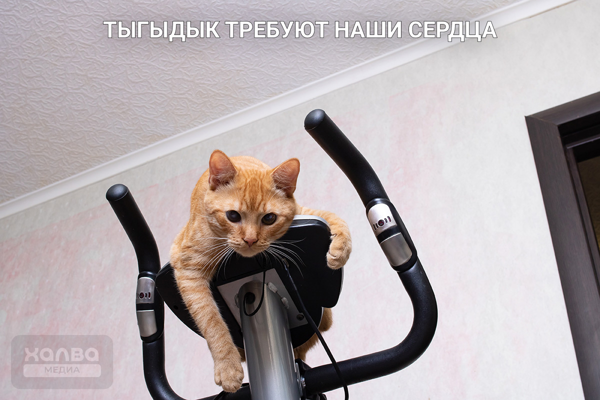 Одни котики будят хозяев деликатным мяуканьем, другие бесцеремонно кусают за пятки и носятся по квартире как кони📷
