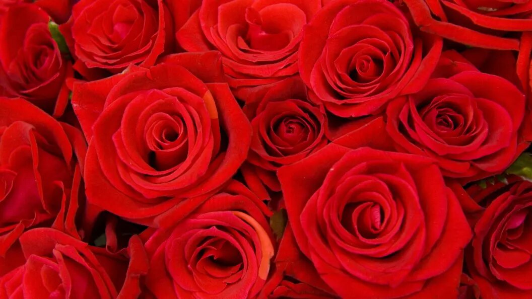    Фото: alimdi / Martin Stevens/Globallookpress