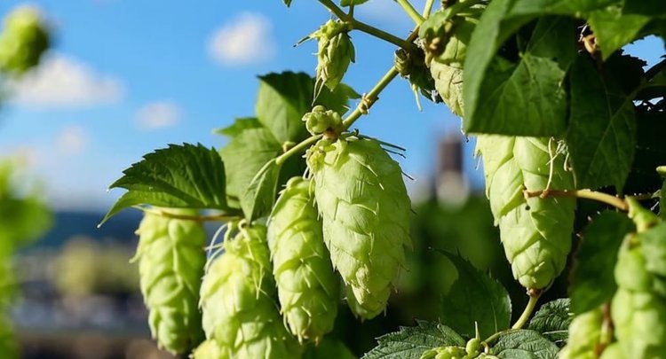    Хмелеводство в Бразилии набирает обороты