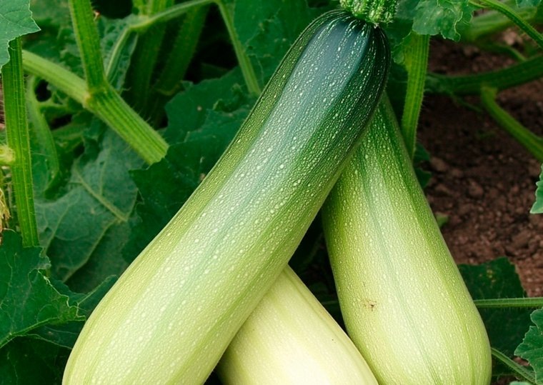 Кабачок плодоносит примерно через месяц после цветения. Фото: Создано в Midjourney © URA.RU