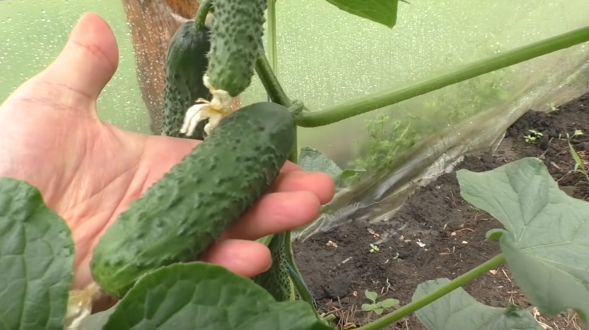 Мои огурцы на органике