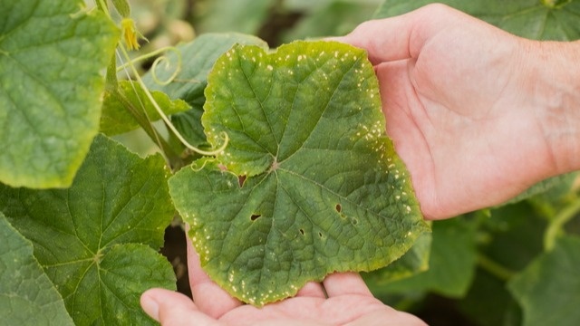 Еще одна проблема химии - ожоги корней при малейшем превышении дозировки. 