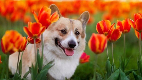 Корги — одна из самых популярных пород собак в мире. Обложка © Shutterstock / FOTODOM / Bachkova Natalia