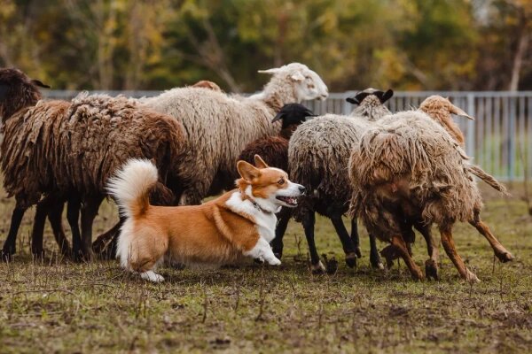 Корги с давних времён были пастушьими собаками. Фото © Shutterstock / FOTODOM / Pchela Vladimir