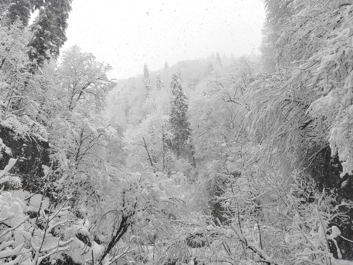 Снежный день в Гуамском ущелье