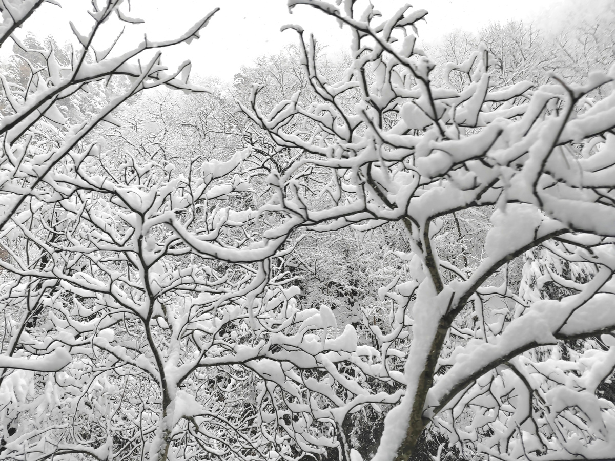 Снег на каждой веточке! Волшебный пейзаж!