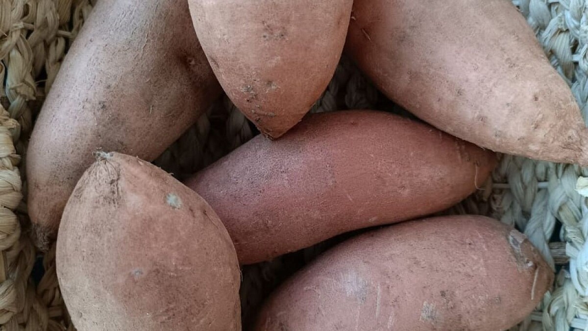    Фото: телеканал «Краснодар»