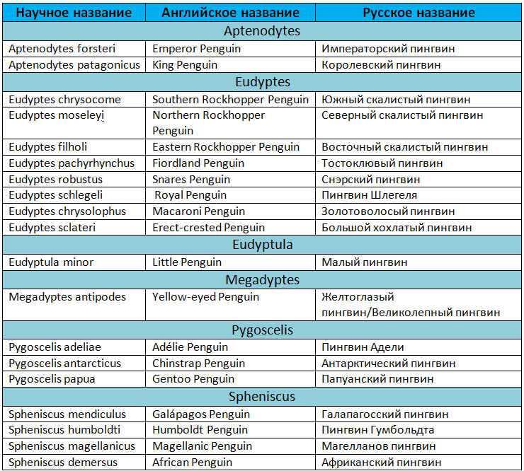 Таблица видов пингвинов