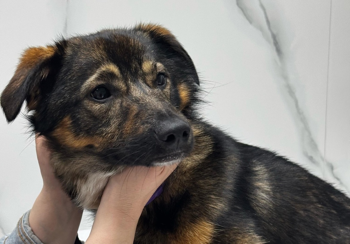 ХелпДогМини СПБ.Помощь миниатюрным породам собак / Вконтакте