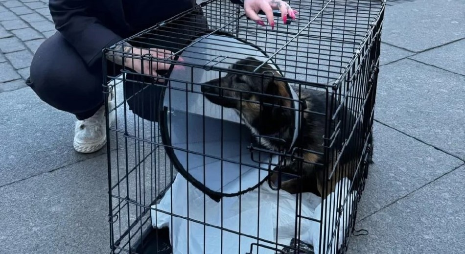 ХелпДогМини СПБ.Помощь миниатюрным породам собак / Вконтакте