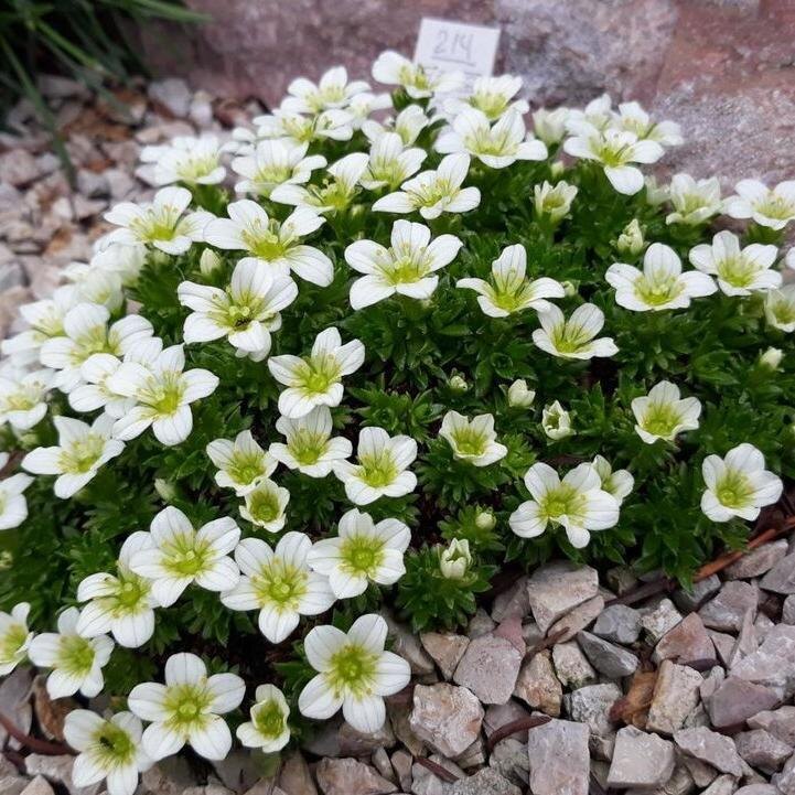 Камнеломка Арендса