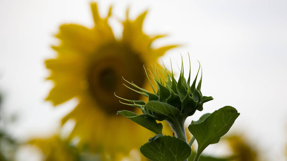 Фото: Мария Старикова / Коммерсантъ