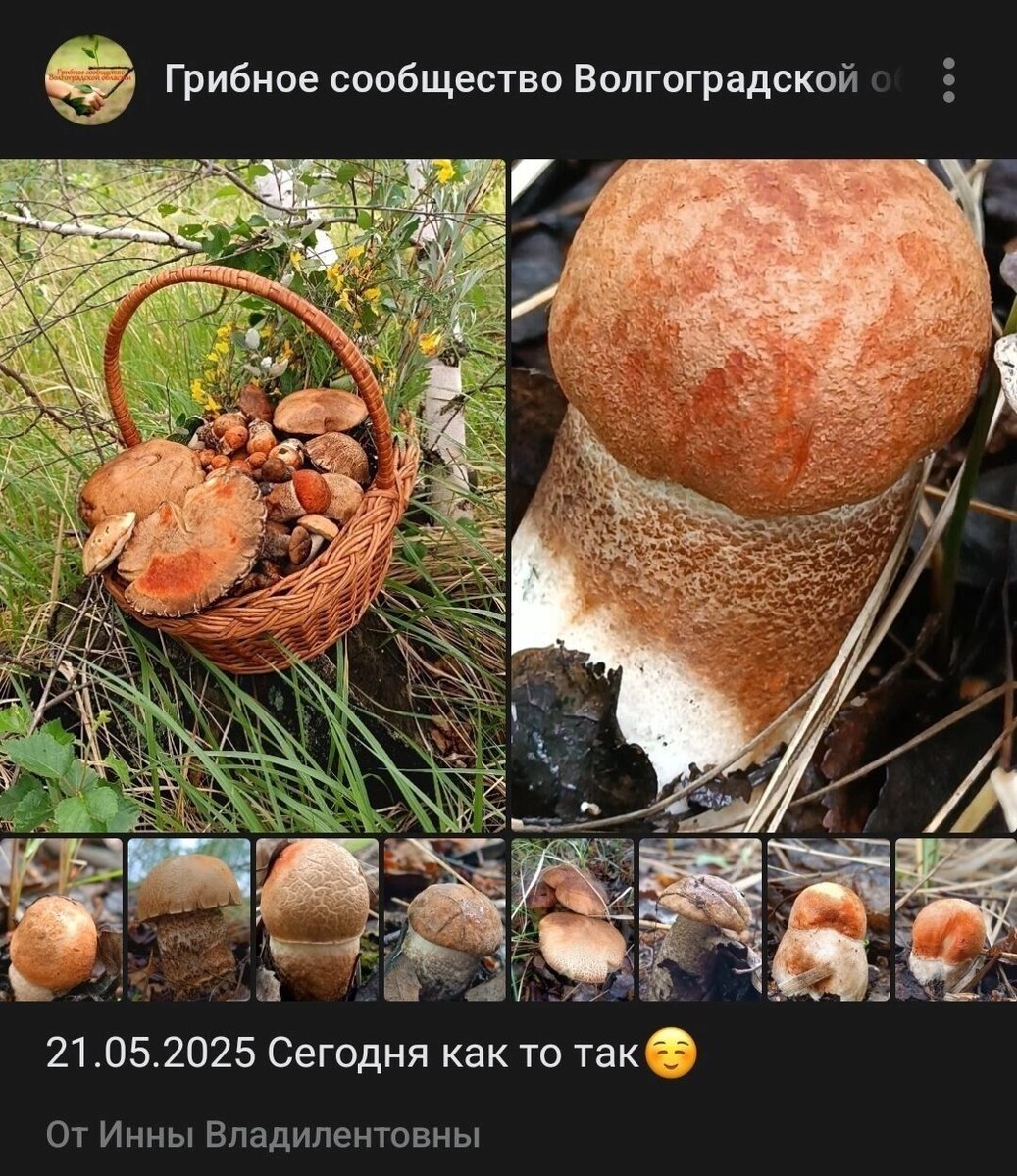     Источник: Vk.com: Грибное сообщество Волгоградской области