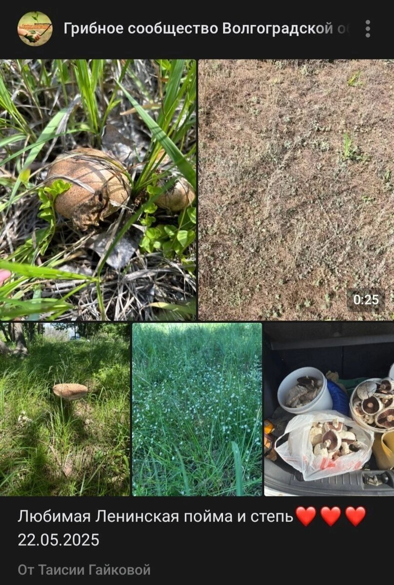     Источник: Vk.com: Грибное сообщество Волгоградской области