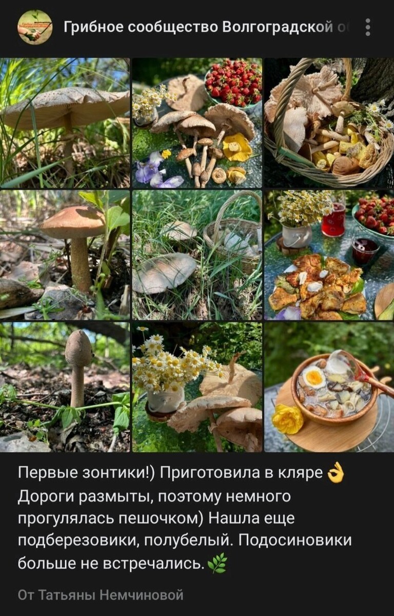     Источник: Vk.com: Грибное сообщество Волгоградской области