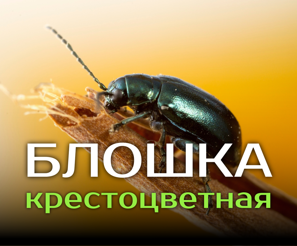 5 проверенных методов для эффективной борьбы! 🌿🦠
