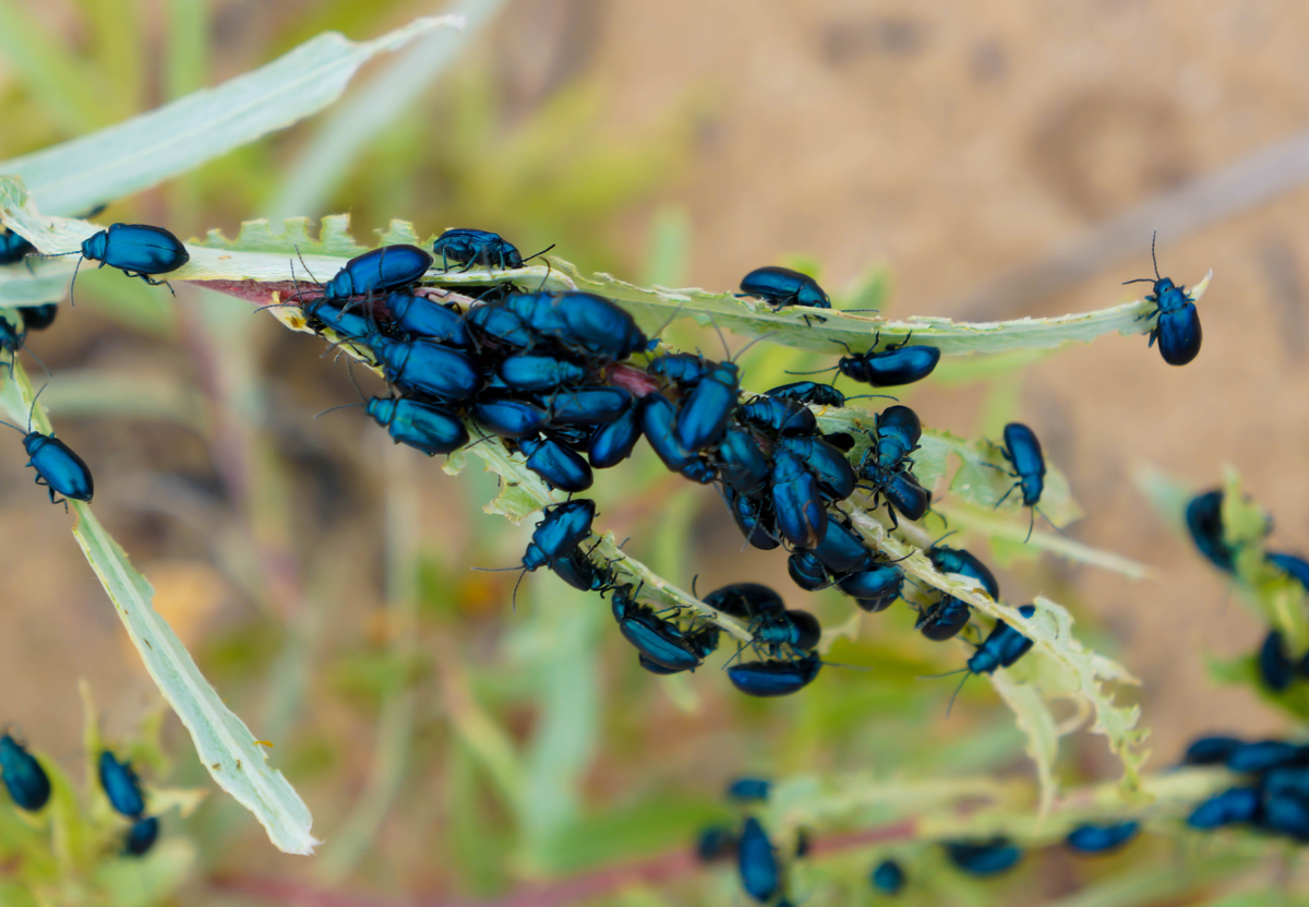 В чем опасность кресноцветной блошки
