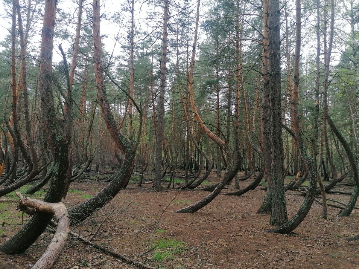 Танцующий лес