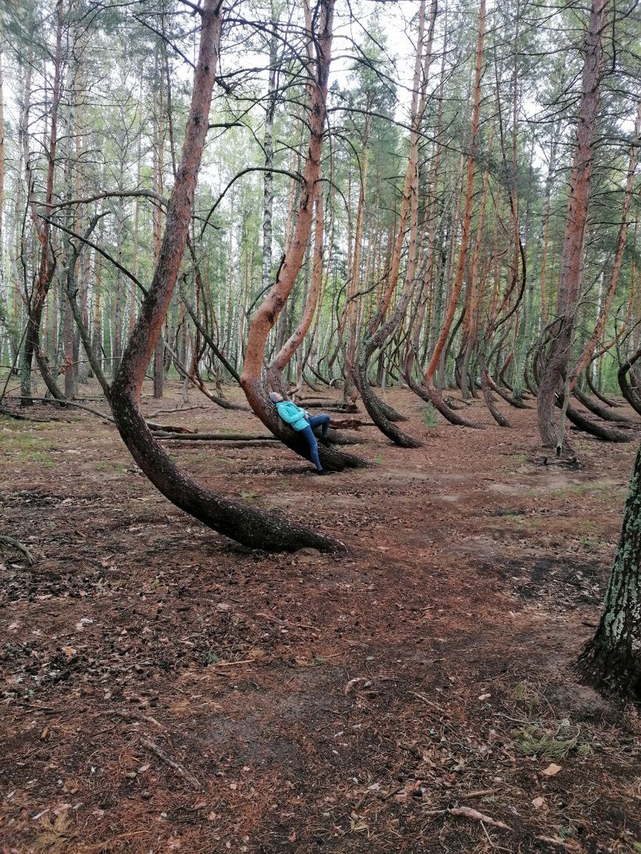 И еще Танцующий лес