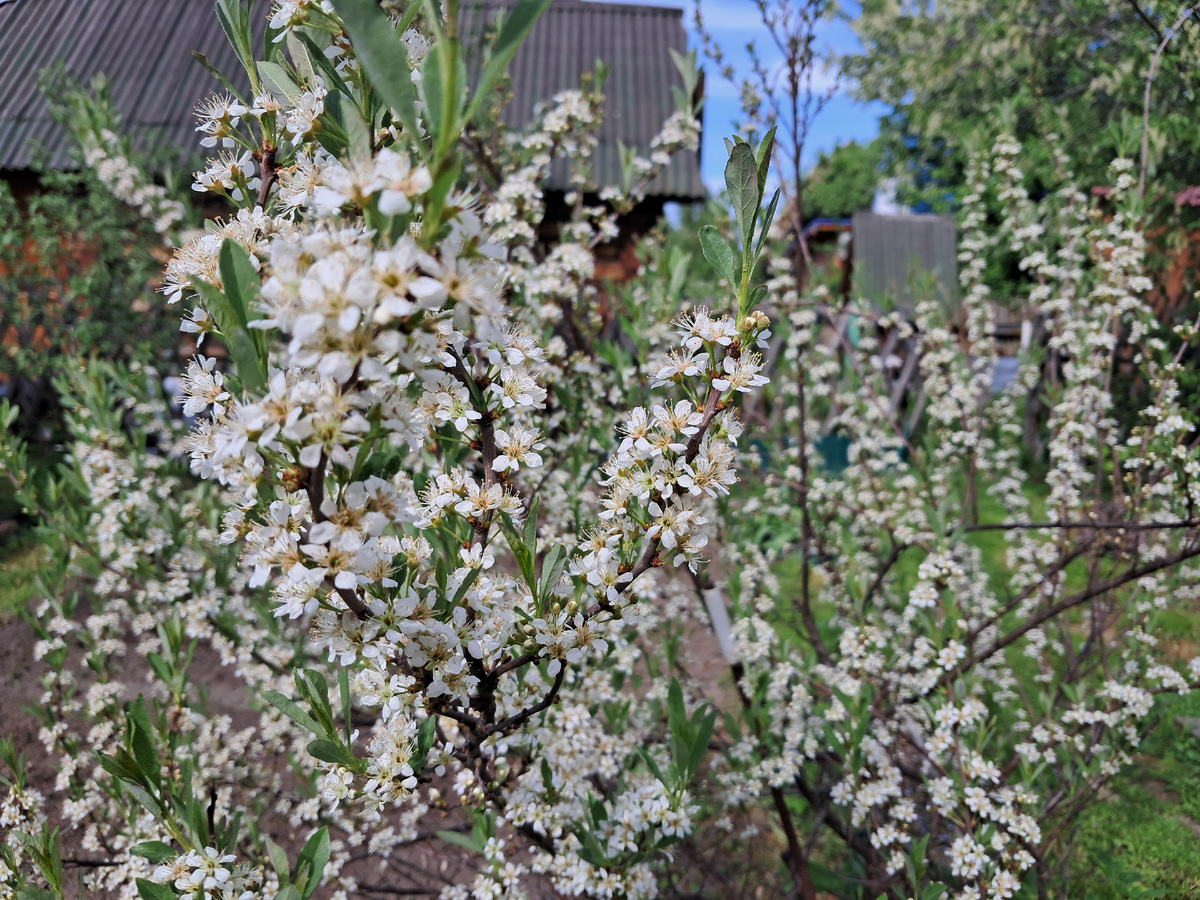 Гибрид вишни с черноплодной рябиной.