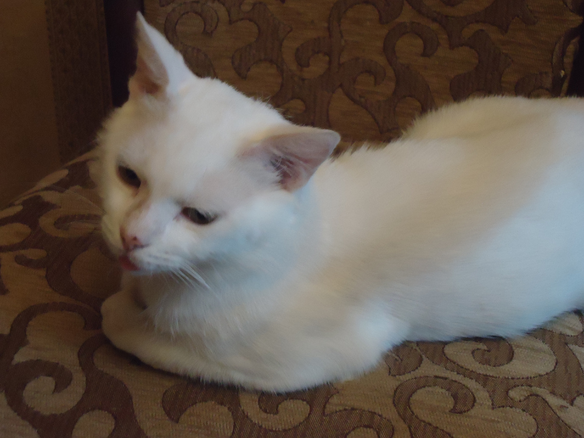 Мой подобранец. Из архива автора.