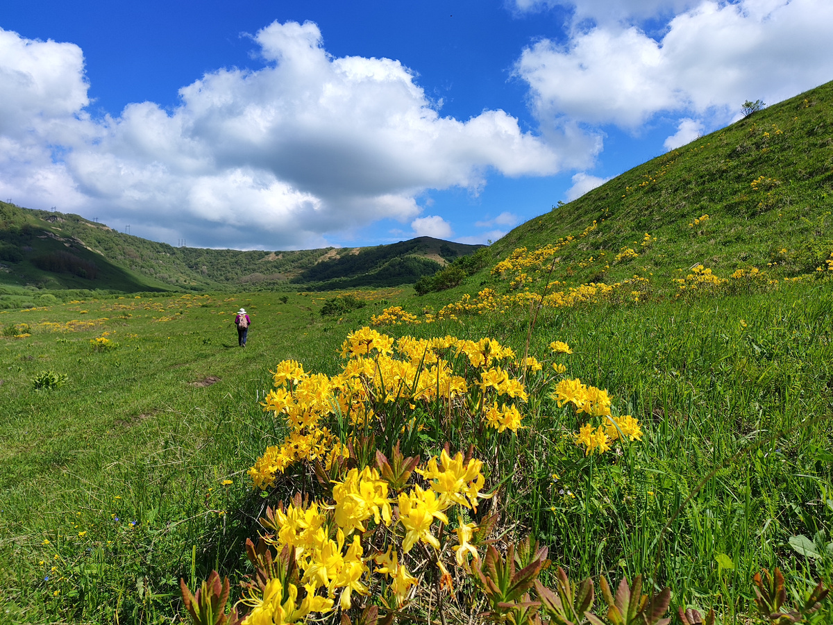 Цветёт азалия (май 2025 года)