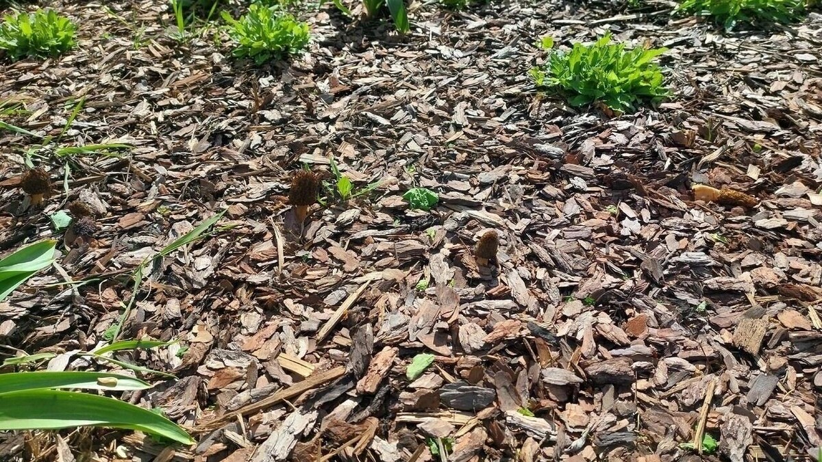     Источник: страница Елены Шемет