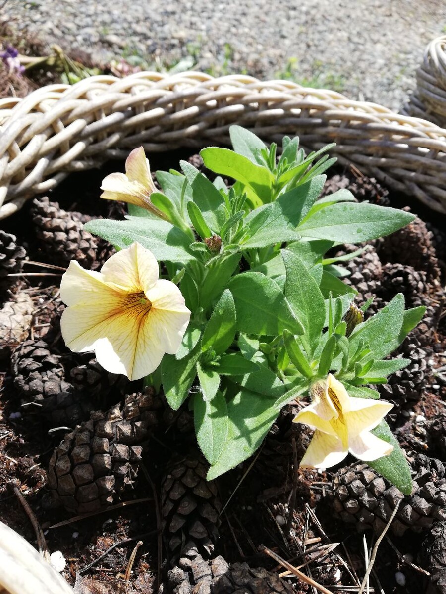 Петхоа Френч Ванилла  (French Vanilla) - наконец-то у меня!